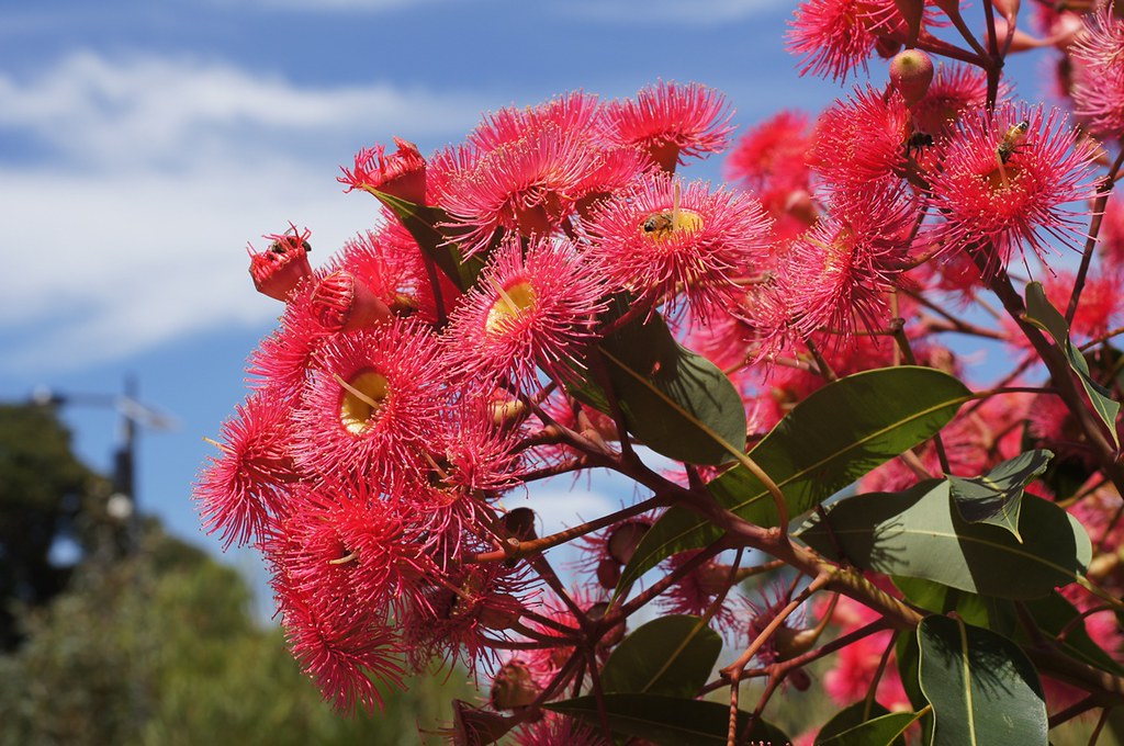 Red Flowering Gum (Corymbia ficifolia) Synonym Eucalyptus … Flickr