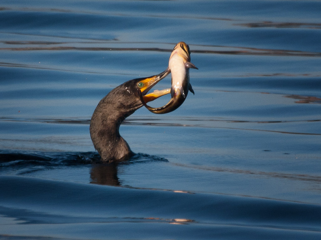 Cormant Fishing in Lake Washington Doublecrested Cormoran… Flickr