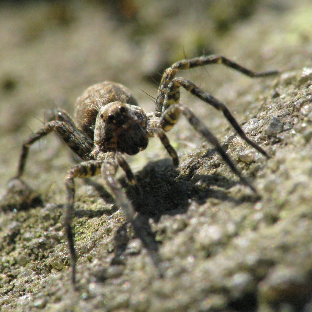Pajączek How long do our European spiders live for? I've