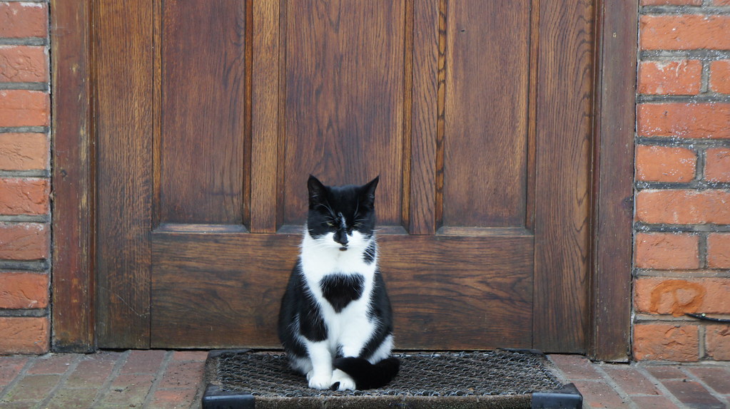 The Cat Sat on the Mat The cat wanted to go outside, but u… Flickr