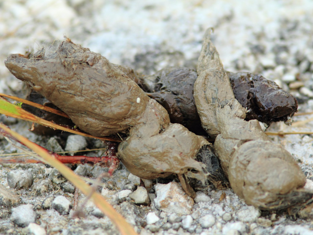 Fresh Bobcat scat 20111126 The fact that scat piles are be… Flickr
