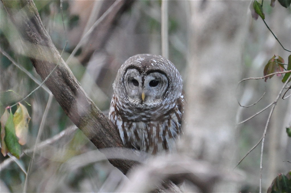 Barred Owl, Virginia Barred Owl, Strix varia Barton 1799. … Flickr