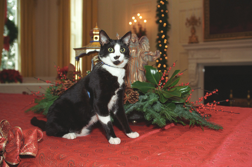 Photograph of Socks the Cat Standing Alongside Christmas D… Flickr