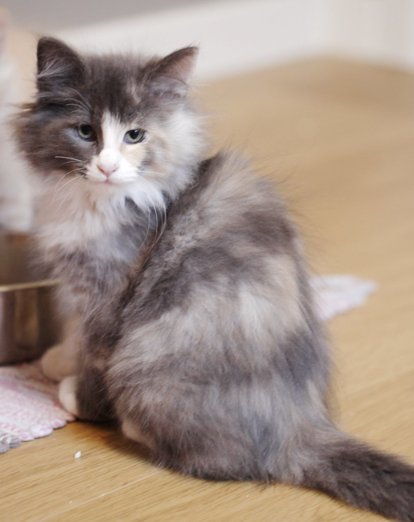 Blue Tortoiseshell Cat