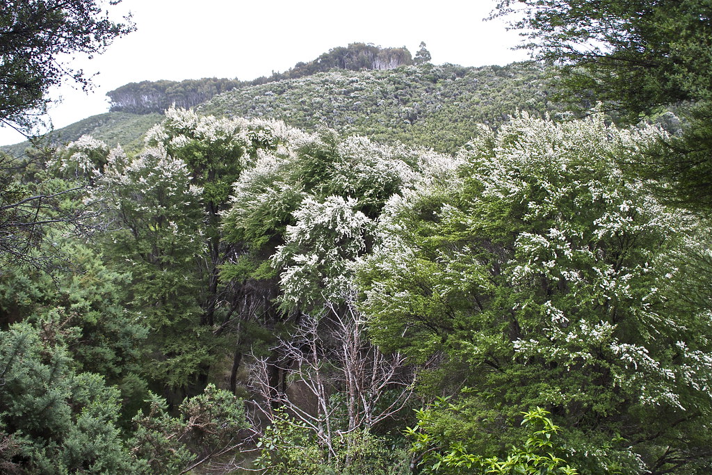Kanuka trees in flower Putangirua Pinnacles loop track Flickr