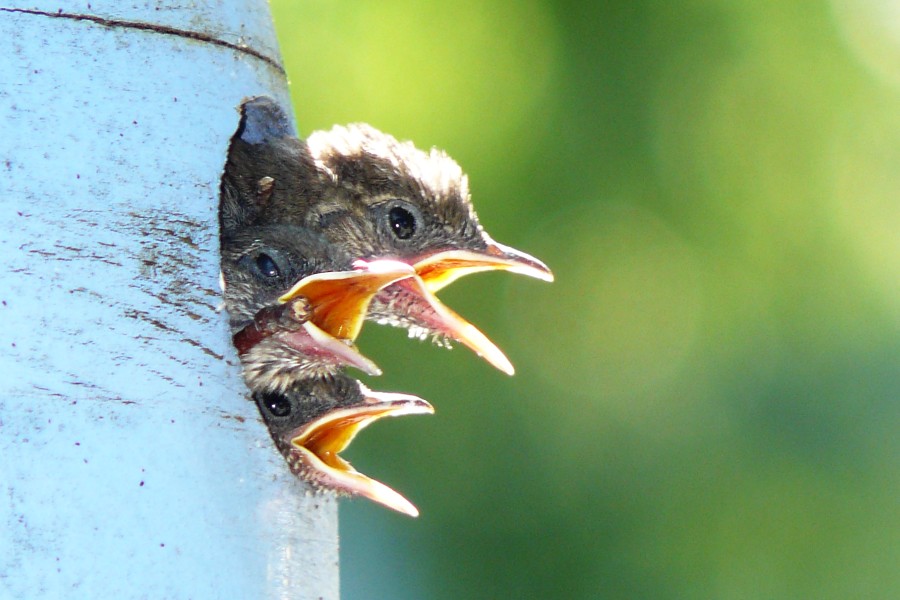 House Wren Nestlings Wings' Rest Garden This family of Hou… Flickr