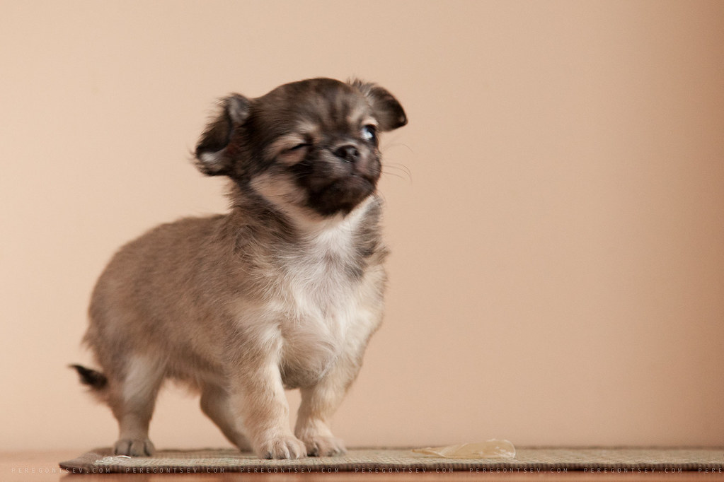 Chihuahua puppy The Chihuahua (support information) (in Spanish
