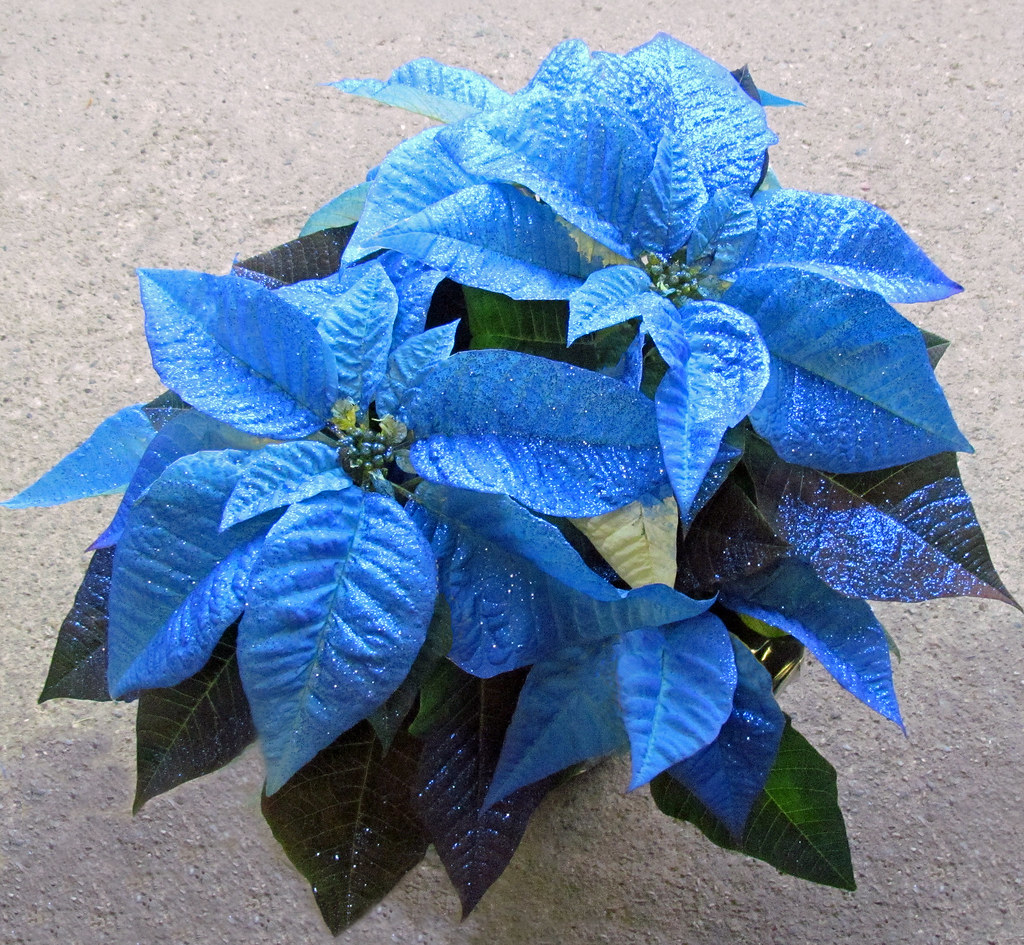 Royal Blue Poinsettia. Nancy Chow Flickr