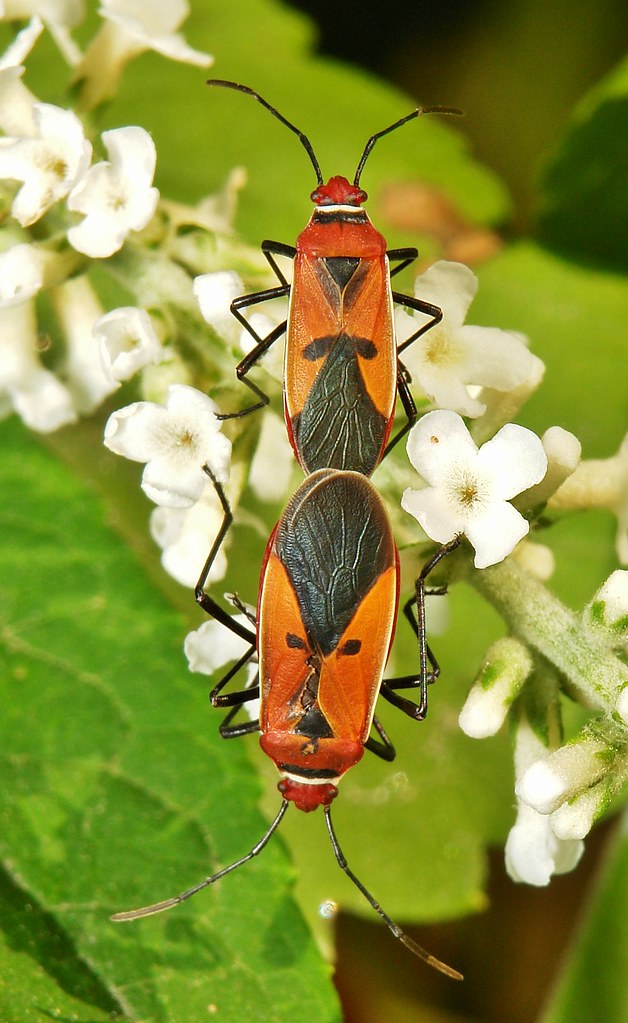 Cotton Plant Bugs (Dysdercus poecilus, Pyrrhocoridae) Flickr