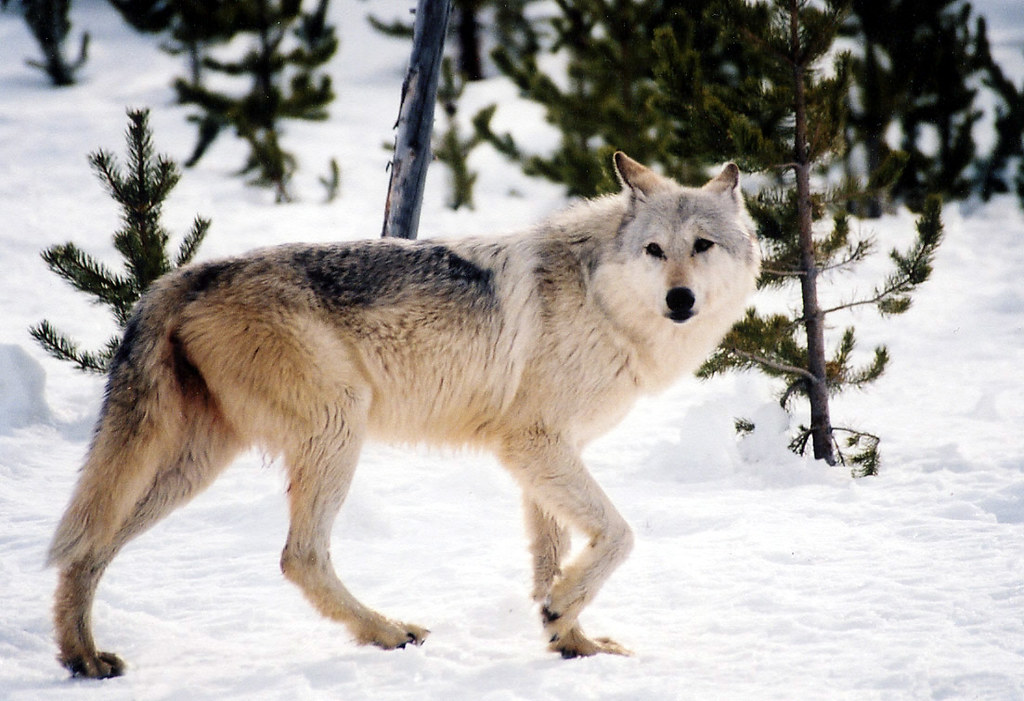 Gray Wolf Gray wolf in snow Photo by MacNeil Lyons/NPS USFWS