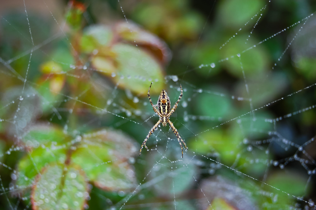Garden Spider Garden spider on a rose bush in North Texas.… Chris / Josh Flickr