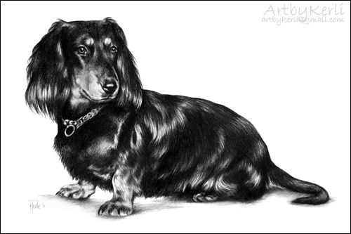 Uzy Uzy the long haired dachshund. Pencil drawing on A4