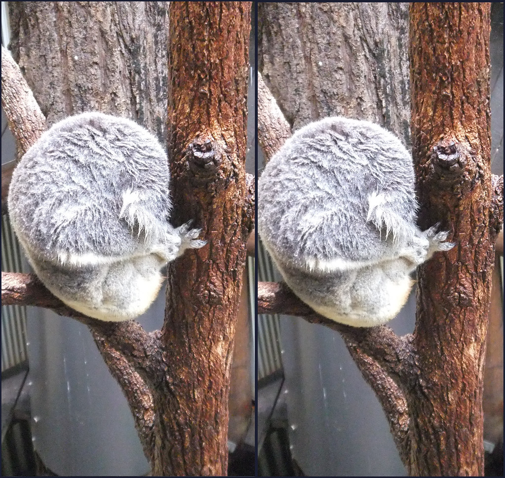 Stereoscopic Pair Soaking Wet Koala Sleeping in the rain Flickr