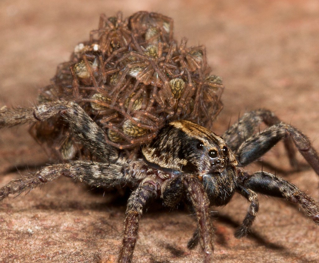_MG_3938 (1) Wolf spider with young, Sydney. According to … Flickr