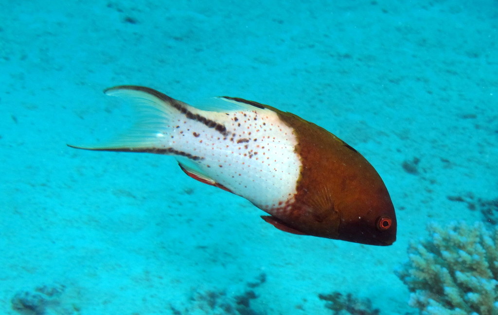 Lyretail Hogfish, Bodianus anthioides at Fanous East Reef,… Flickr