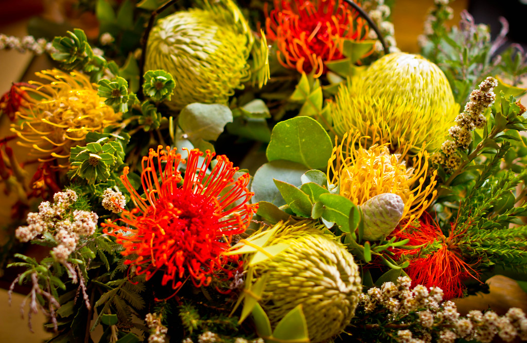 Beautiful Australian native flowers zateom Flickr