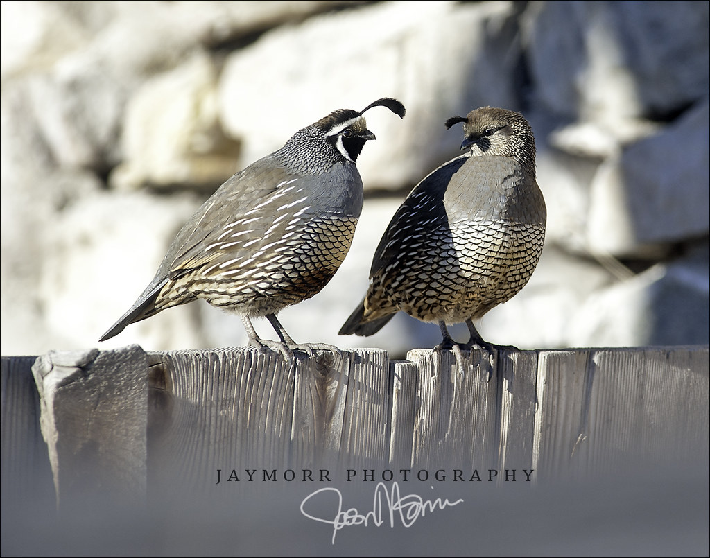 Male & Female California Valley Quail Rural Large www.f… Flickr