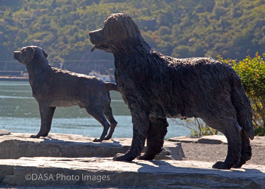 Statues Newfoundland Dog & Labrador Retreiver 2764 Flickr