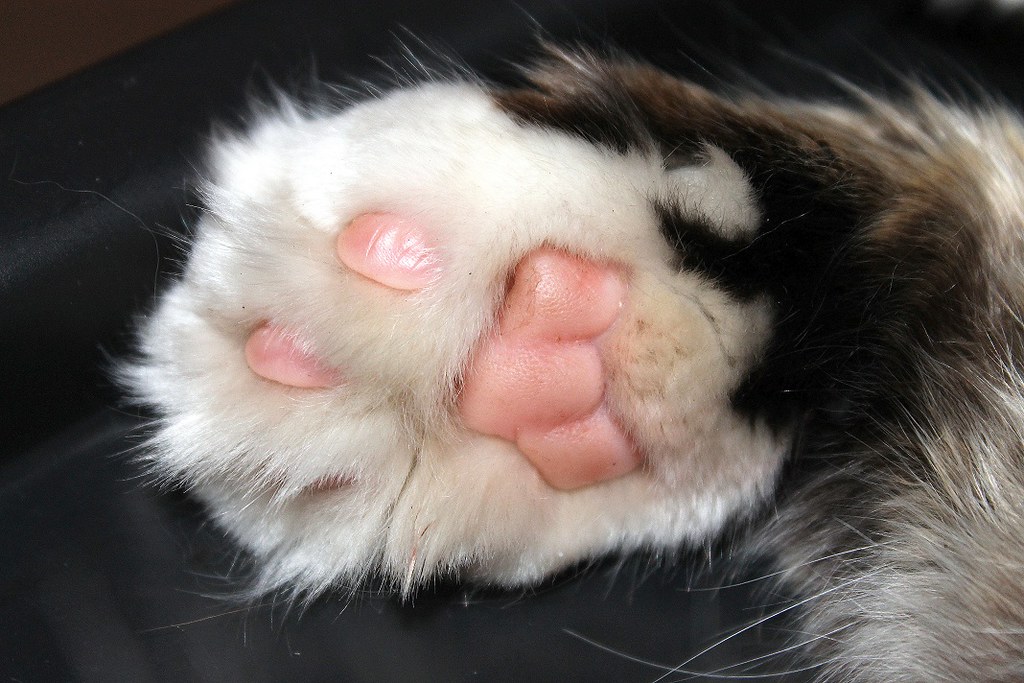 Cats Paw My cat has sweet pink skin under her white fur Ian Barbour