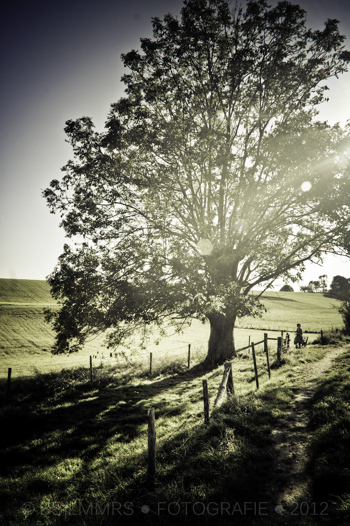 Landscapes Under the oak tree [Explored] This shot was ta… Flickr