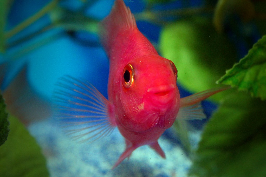 Purple Parrot Cichlid WabbyTwaxx Flickr