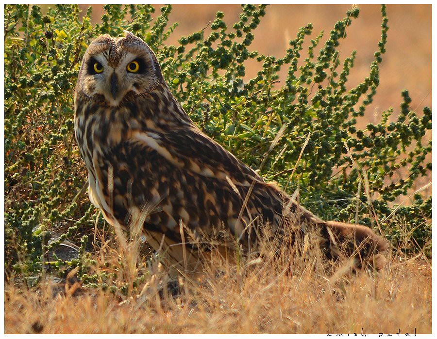 short eared owl Diet and foraging habits In flight Hunting… Flickr