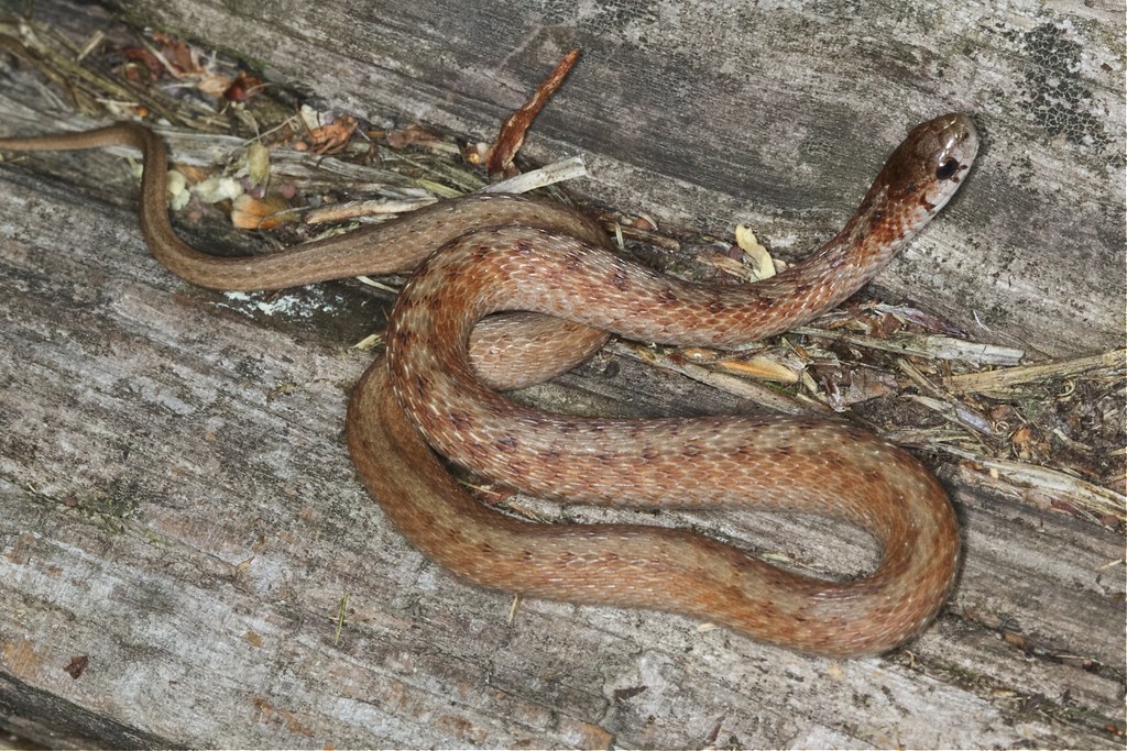 Brown Snake Benton Co., Arkansas, USA Kory Roberts Flickr