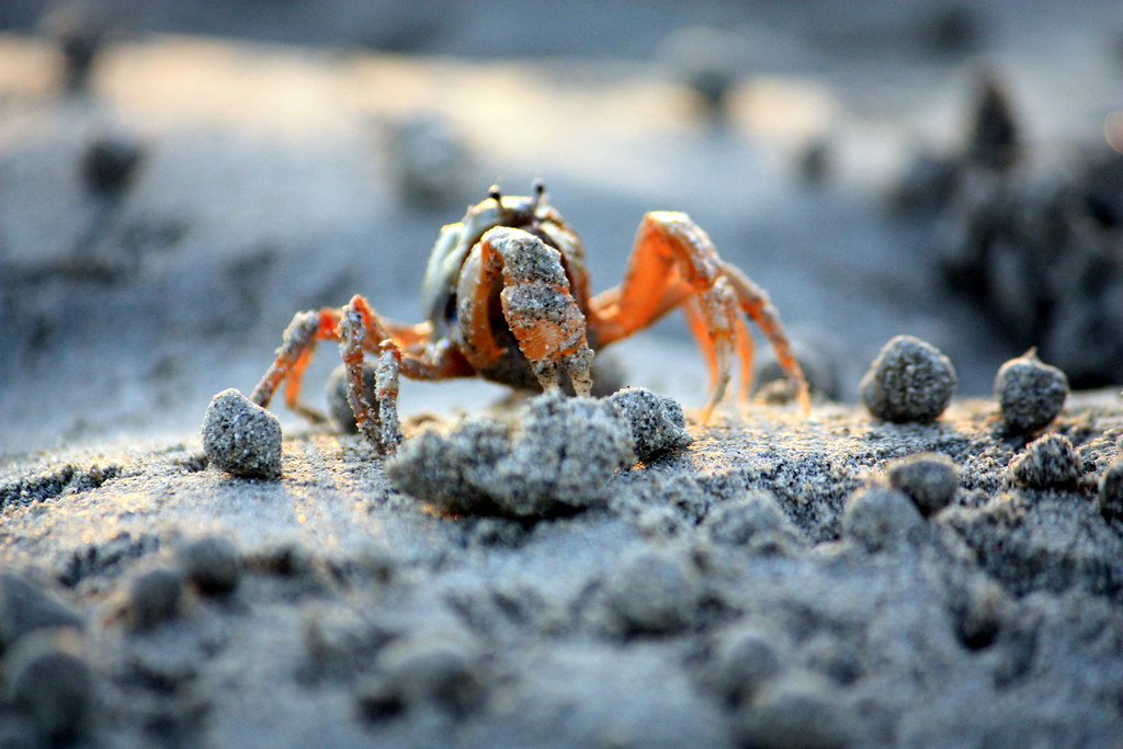 Baby crab along the mangrove beach in Palawan, Philippines… Flickr