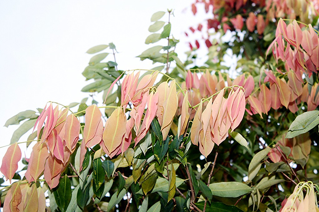 Mesua ferrea L. Petaling Jaya, Selangor, Malaysia. Mesua