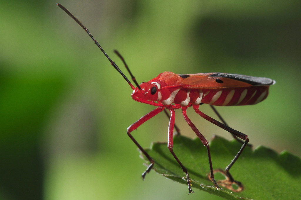 Red Bug (Order Hemiptera or True Bugs) I followed this red… Flickr