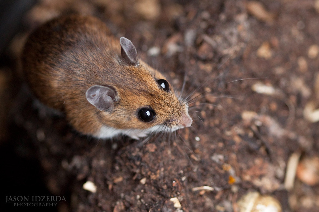 Big Beady Eyes This little guy made a home in our composte… Flickr