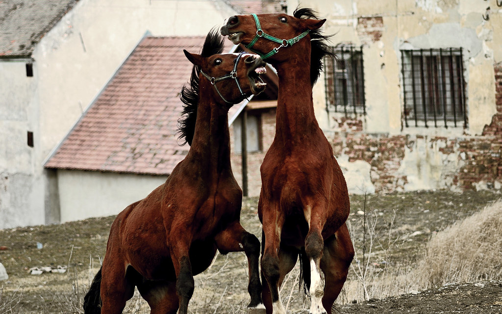 Zombie horses! You better watch out! Petr Brodík Flickr