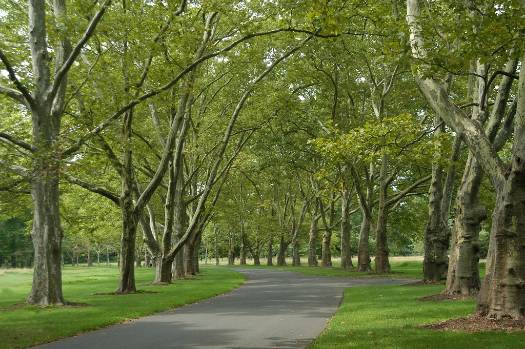 Sycamore and London Plane Tree Allee Duke Farms Flickr