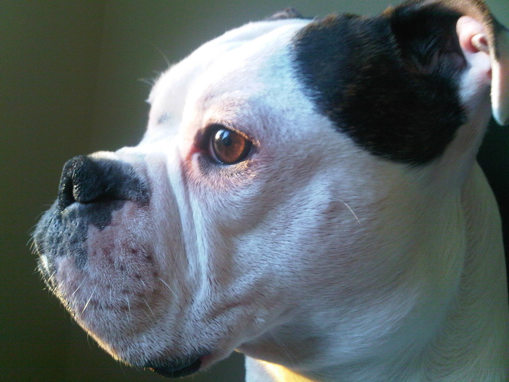 [Discussion] Why does my dog nudge me with his nose when we are walking