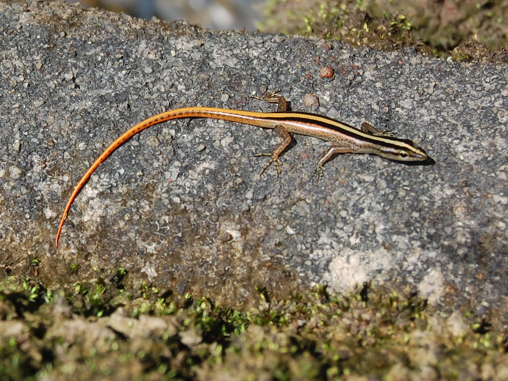 Yellowstriped Tree Skink (Lipinia vittigera), Malaysia.… Flickr