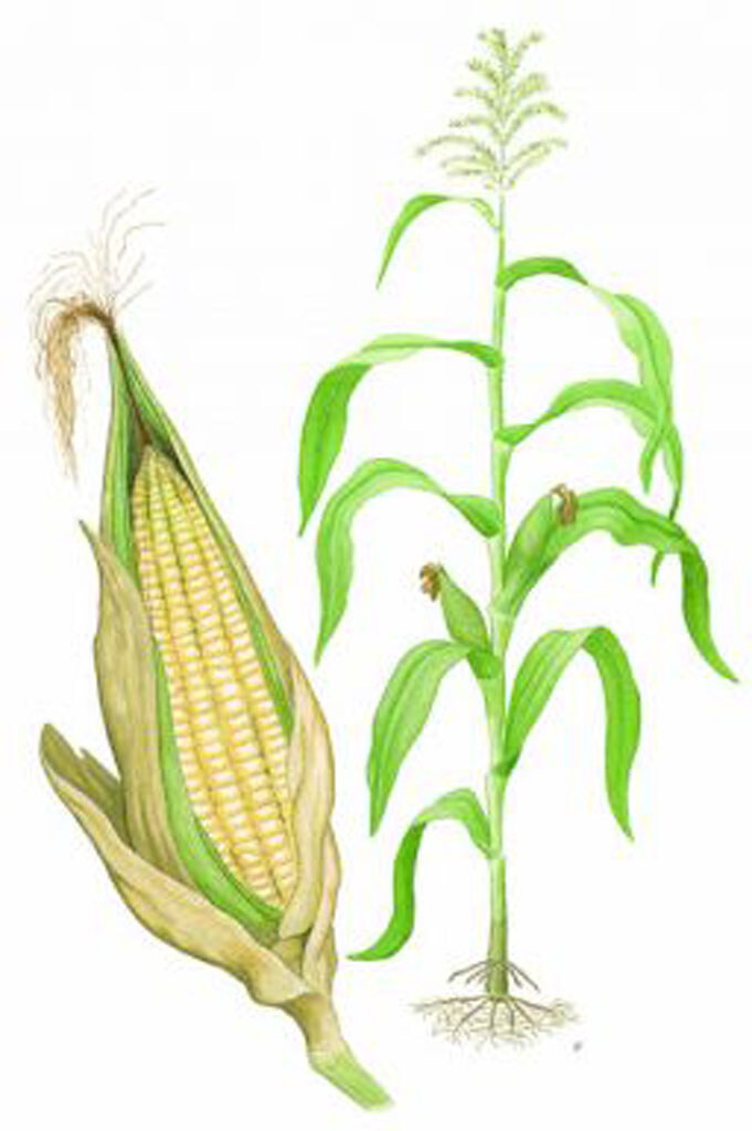 Maize diagram Maize diagram for crop illustration. Photo b… Flickr