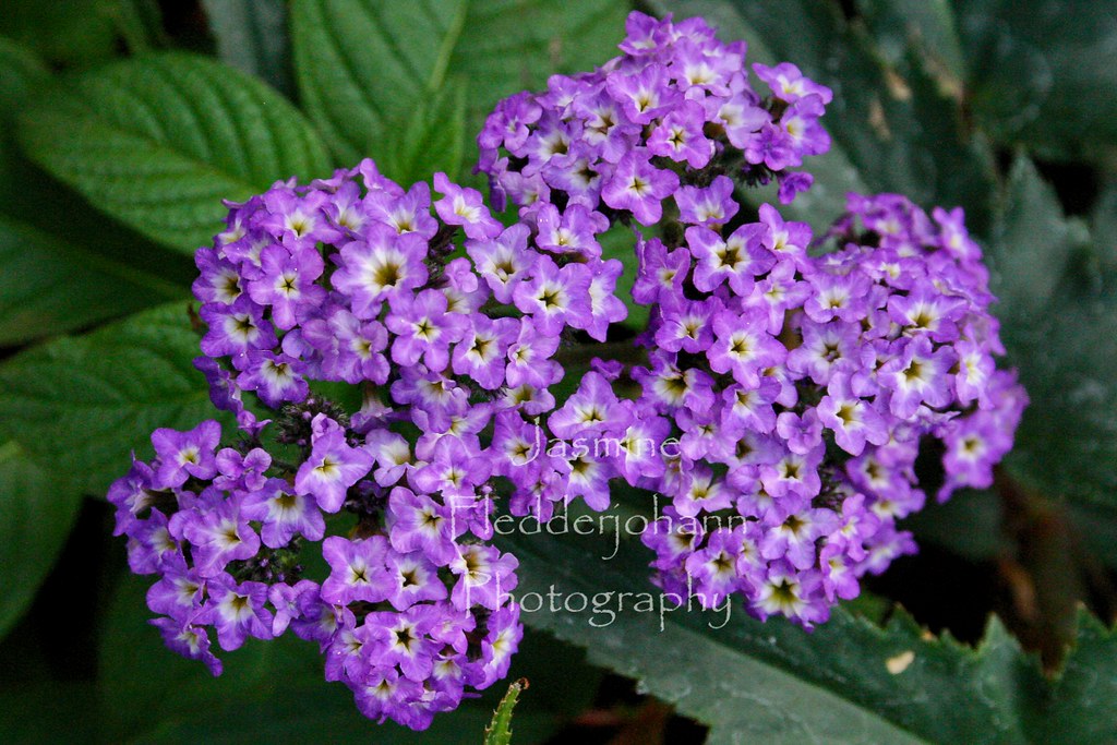 Purple Cluster of Flowers cybergypsie Flickr