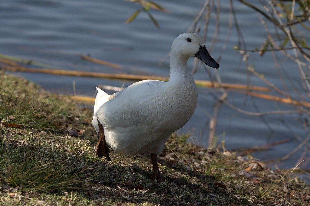 White Duck Black Bill (interbred) One of several strang… Flickr