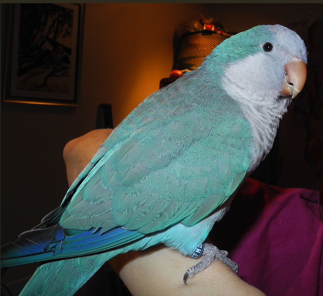 Wally the Blue Quaker Parrot with His Human 5 of 5 Posing for a
