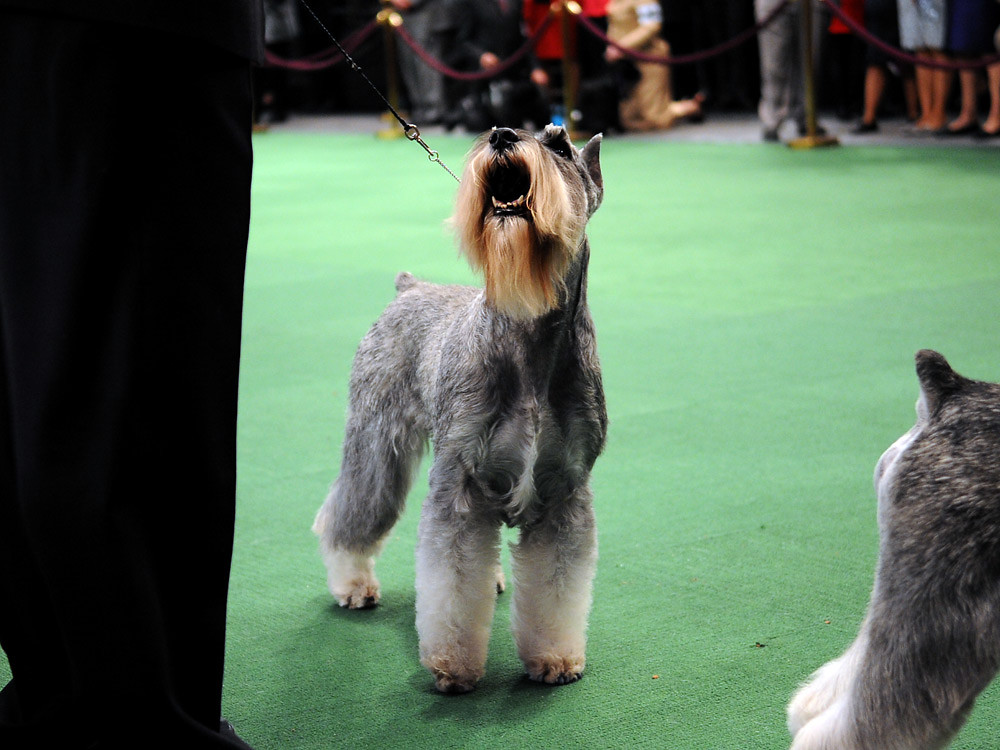 Westminster Kennel Club Dog Show Standard schnauzer breed … Flickr