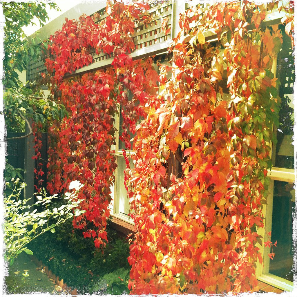 106 Ornamental Grape Autumn colour on the vine on our re… Flickr