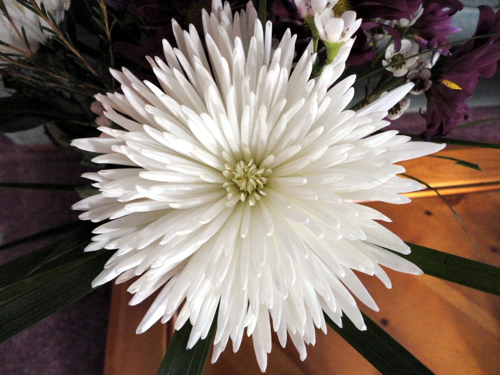 White Spider Mum white spider mum Chris Flickr