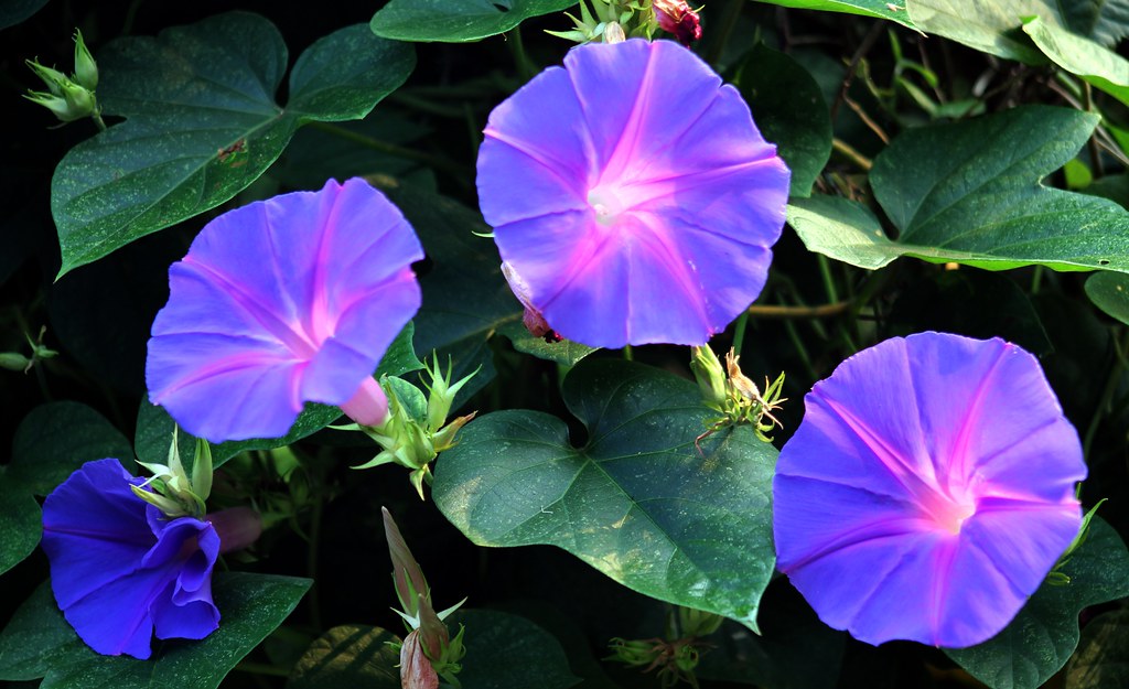 MORNING GLORY 2 / BLUE DAWN FLOWER … Flickr
