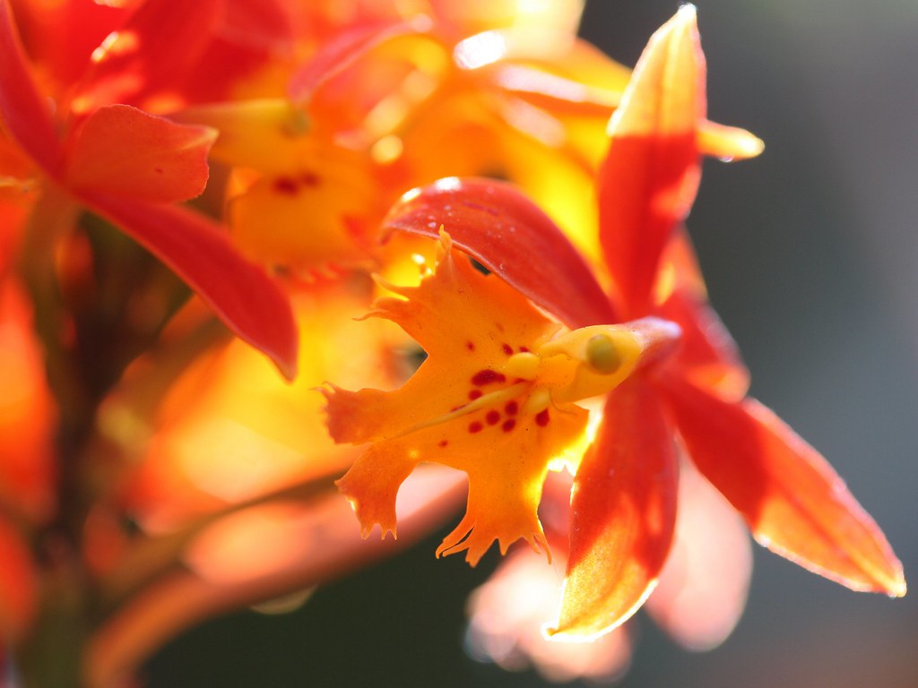 Reed Orchids Reed orchids at the New York Botanical Garden… Flickr