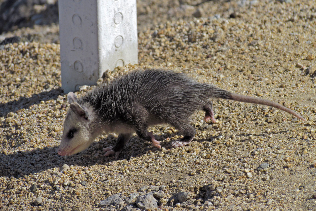 Opossum March 2012, Long Beach California. I believe this … Flickr