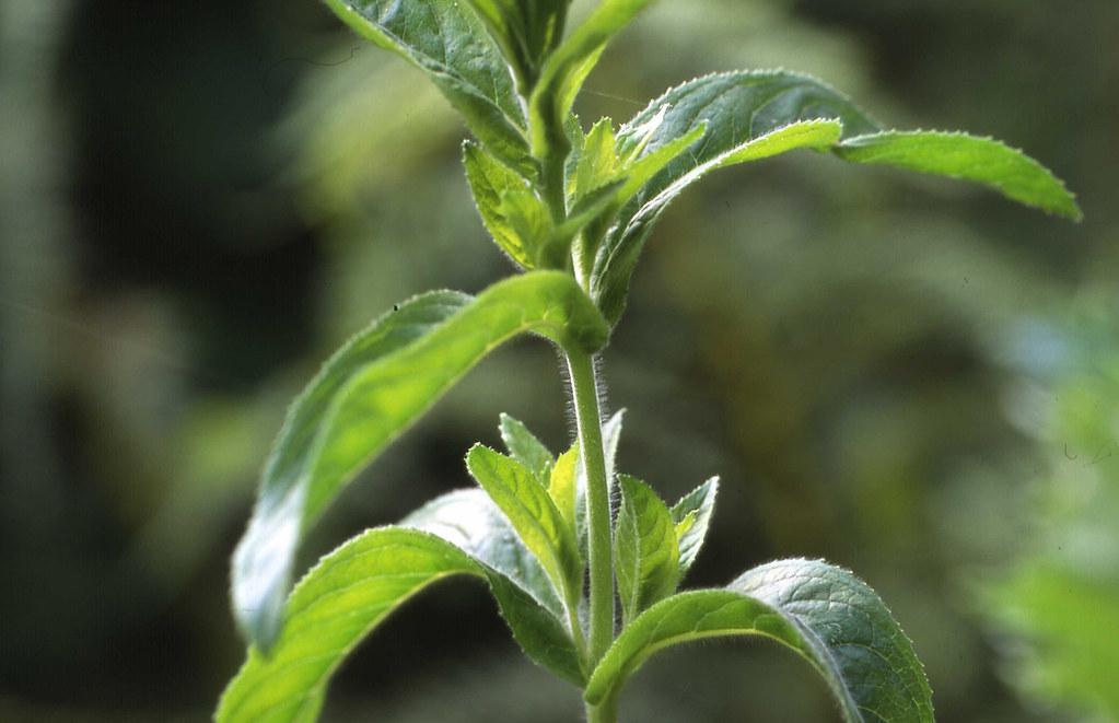 Young stem of Great Willowherb (Epilobium hirsutum) a herb… Flickr