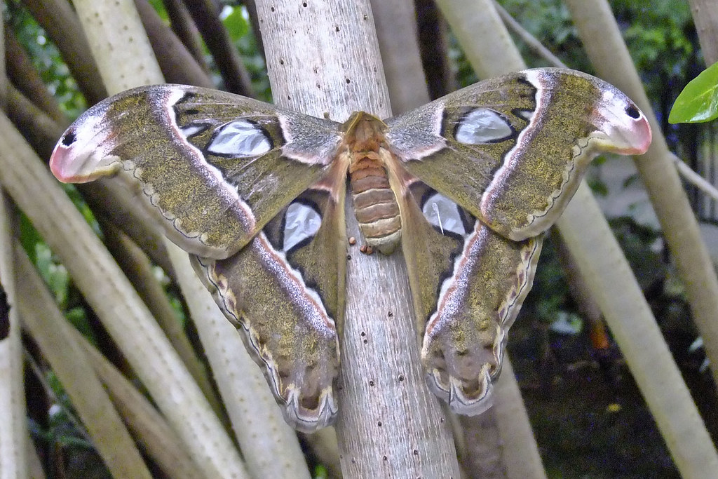 Huge butterfly with what looks like Snakes for wings Flickr