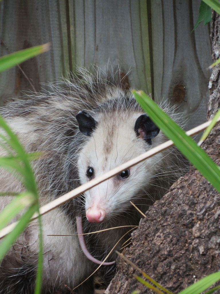 Opossum with baby 20 Opossum with baby in backyard heading… Flickr