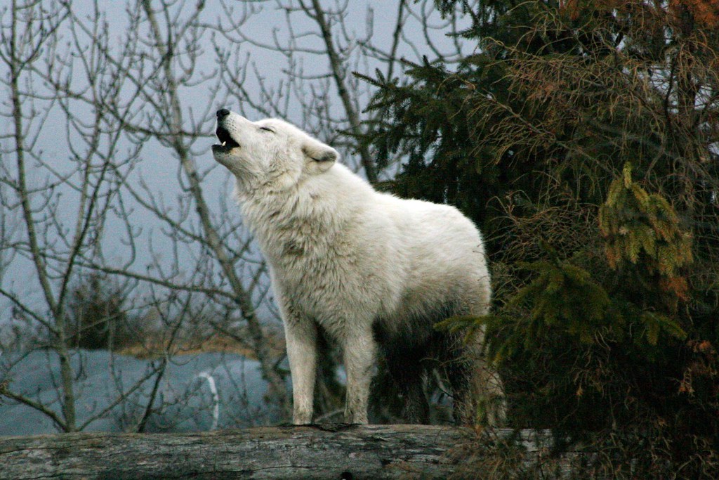 Arctic Wolf Scientific Name Canis lupus arctos