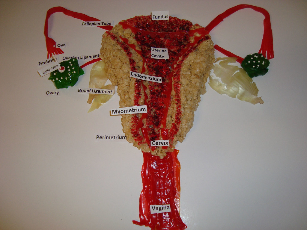 Reproductive Model Labeled at Brandon Lockhart blog